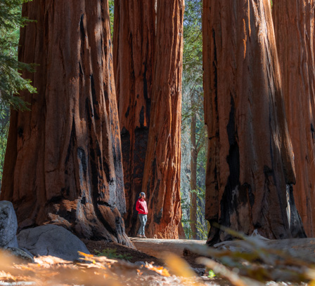 Sequoia & Kings Canyon National Park